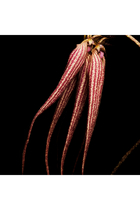 عطر بال دافريك أبسولو