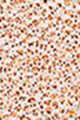 012 Porcelain