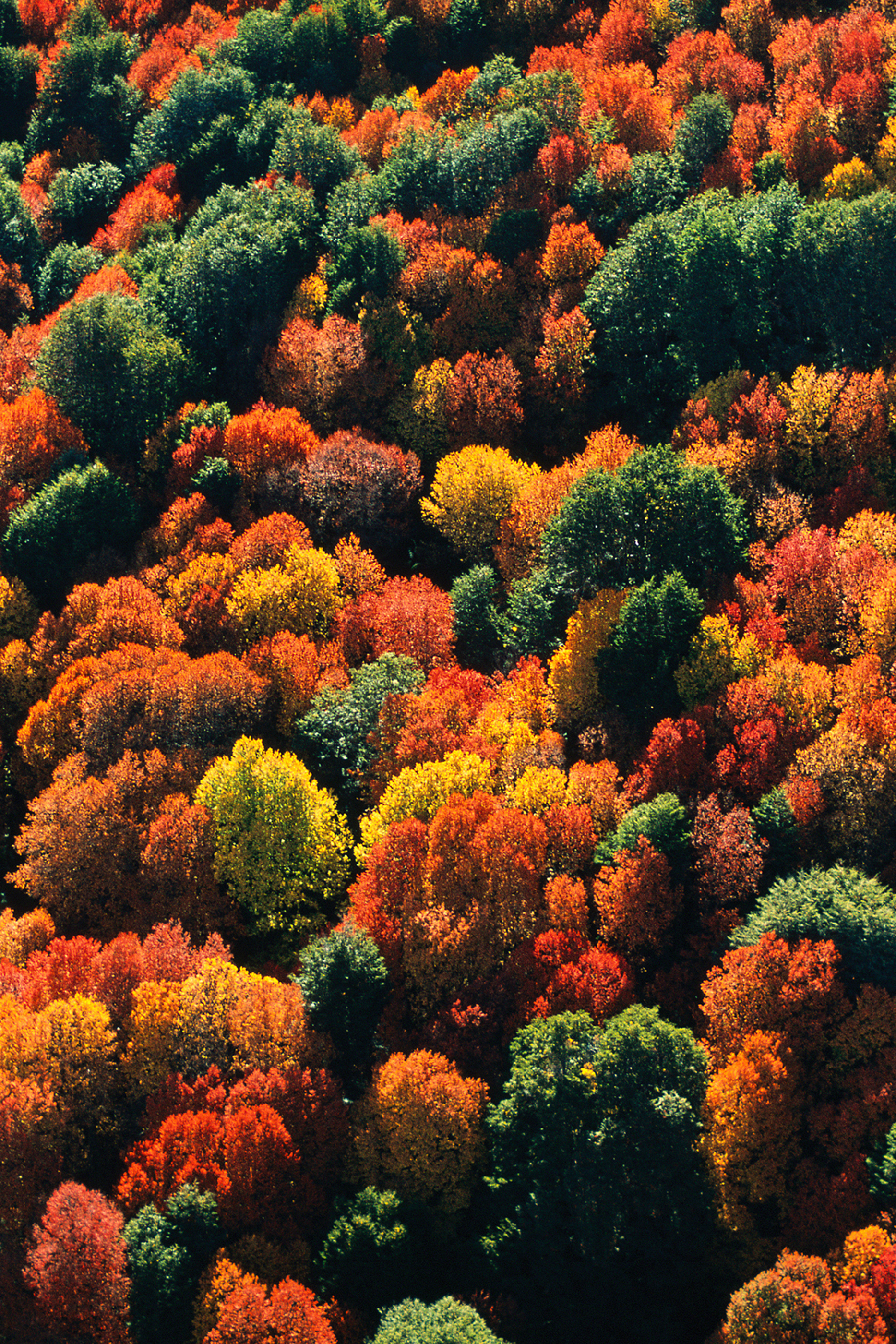 أو دو بارفان أكوا أليغوريا فورتي روزا باليساندرو