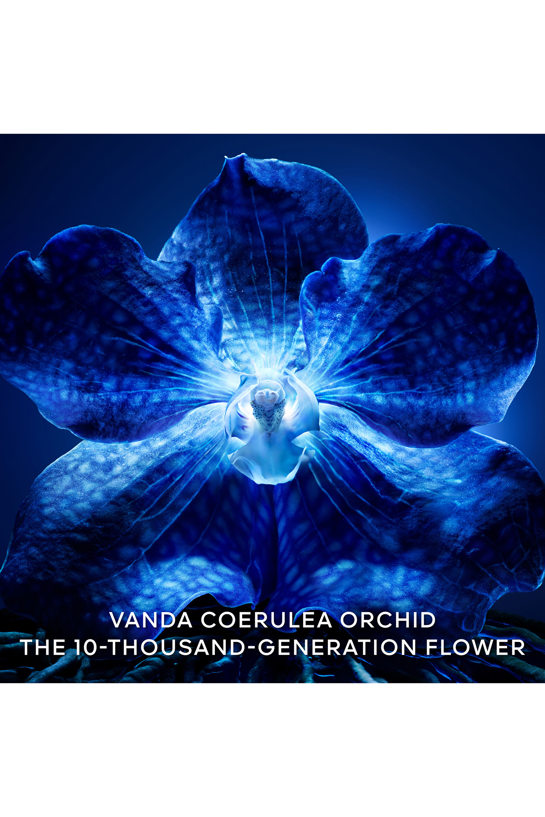 كريم أوركيد إمبريال لايت وايت لونغيفيتي