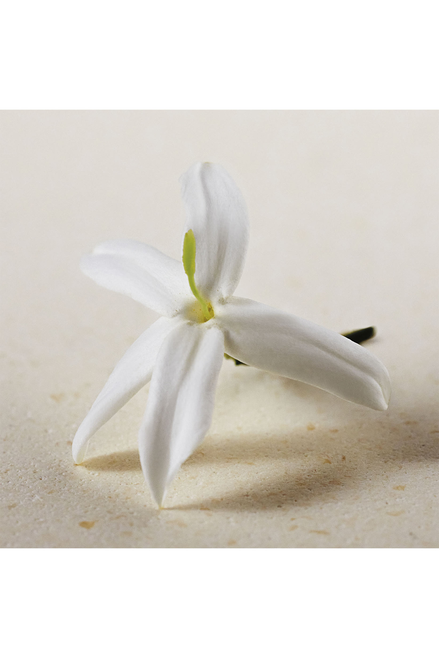 أو دو بارفان أتيليه دي فلورز ياسمينوم سامباك