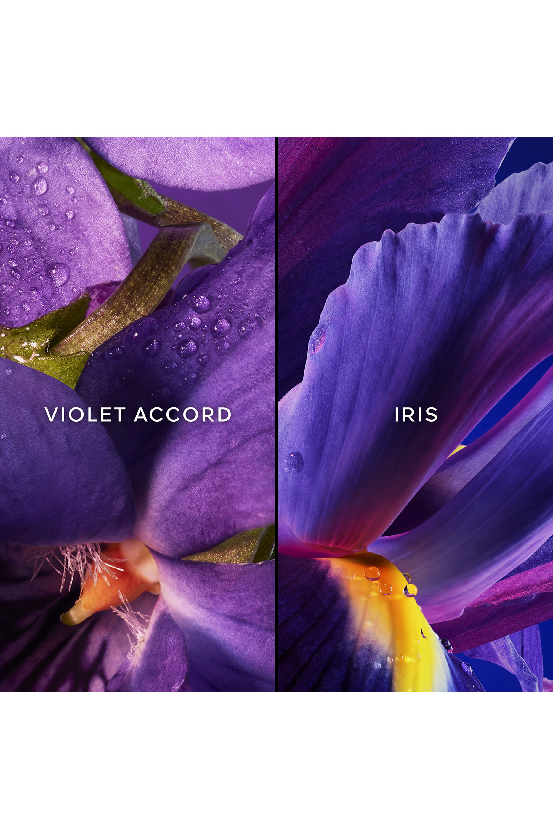 مجموعة هدية أو دو بارفان إنسولنس