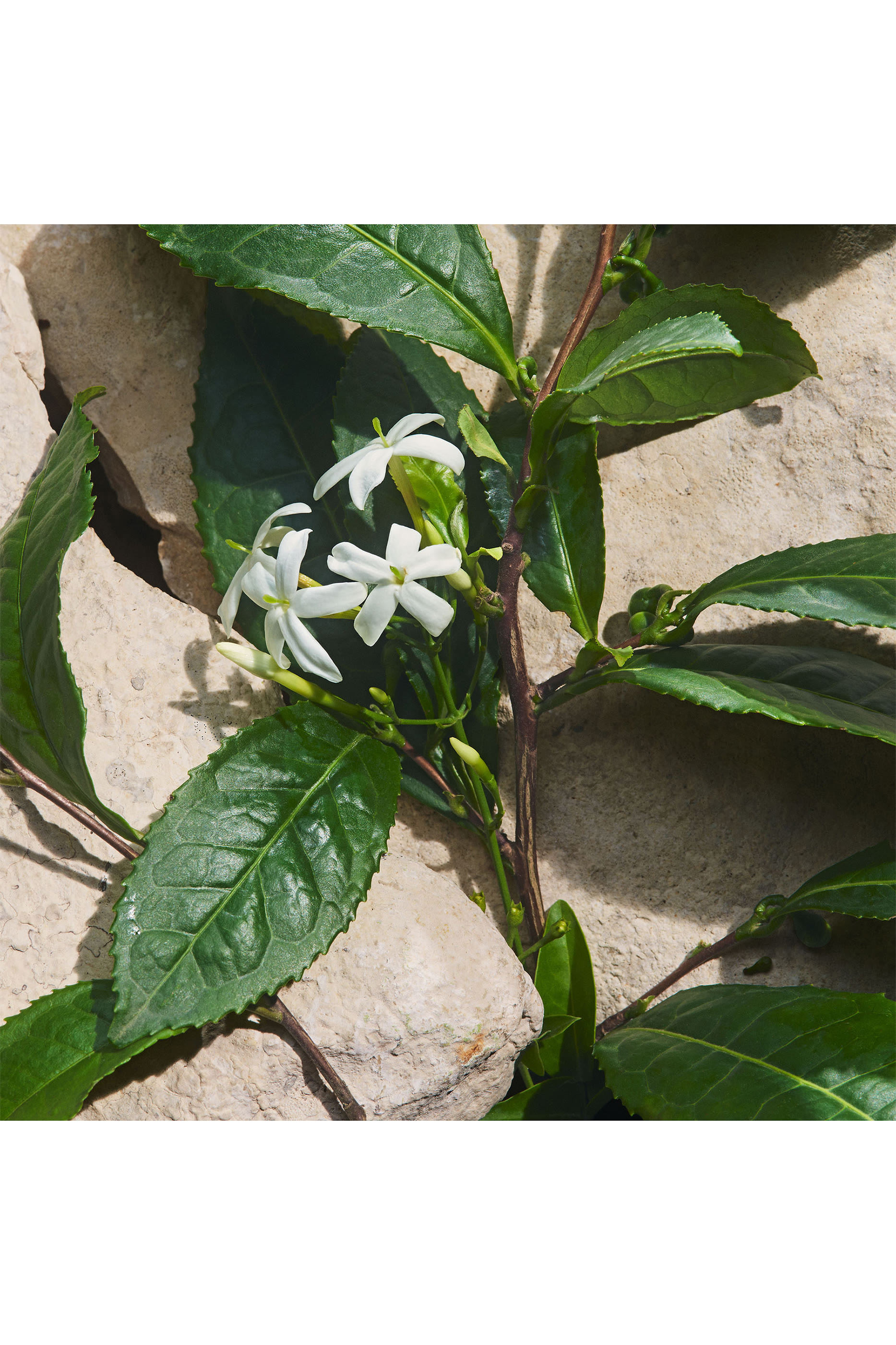 أو دو بارفان لايت بلو كابري إن لوف