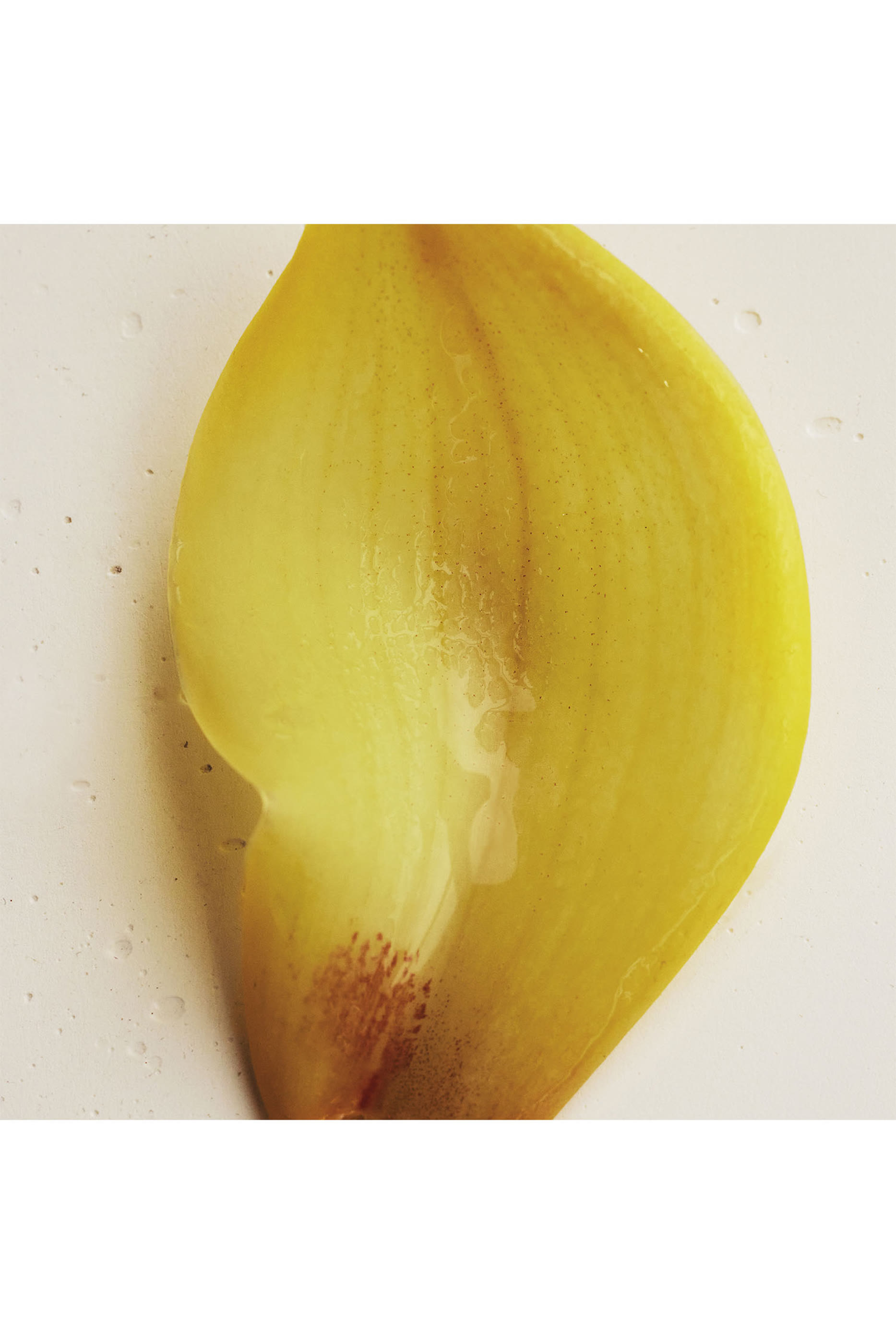 أو دو بارفان أتيليه دي فلور نارسيسوس بويتيكوس