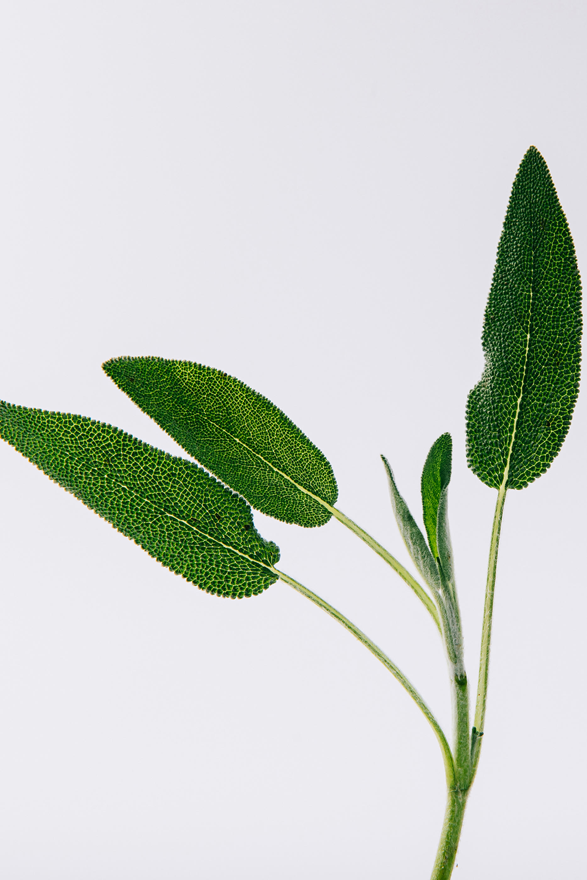 أو دو بارفان أون باسيو بور مدريد برادو