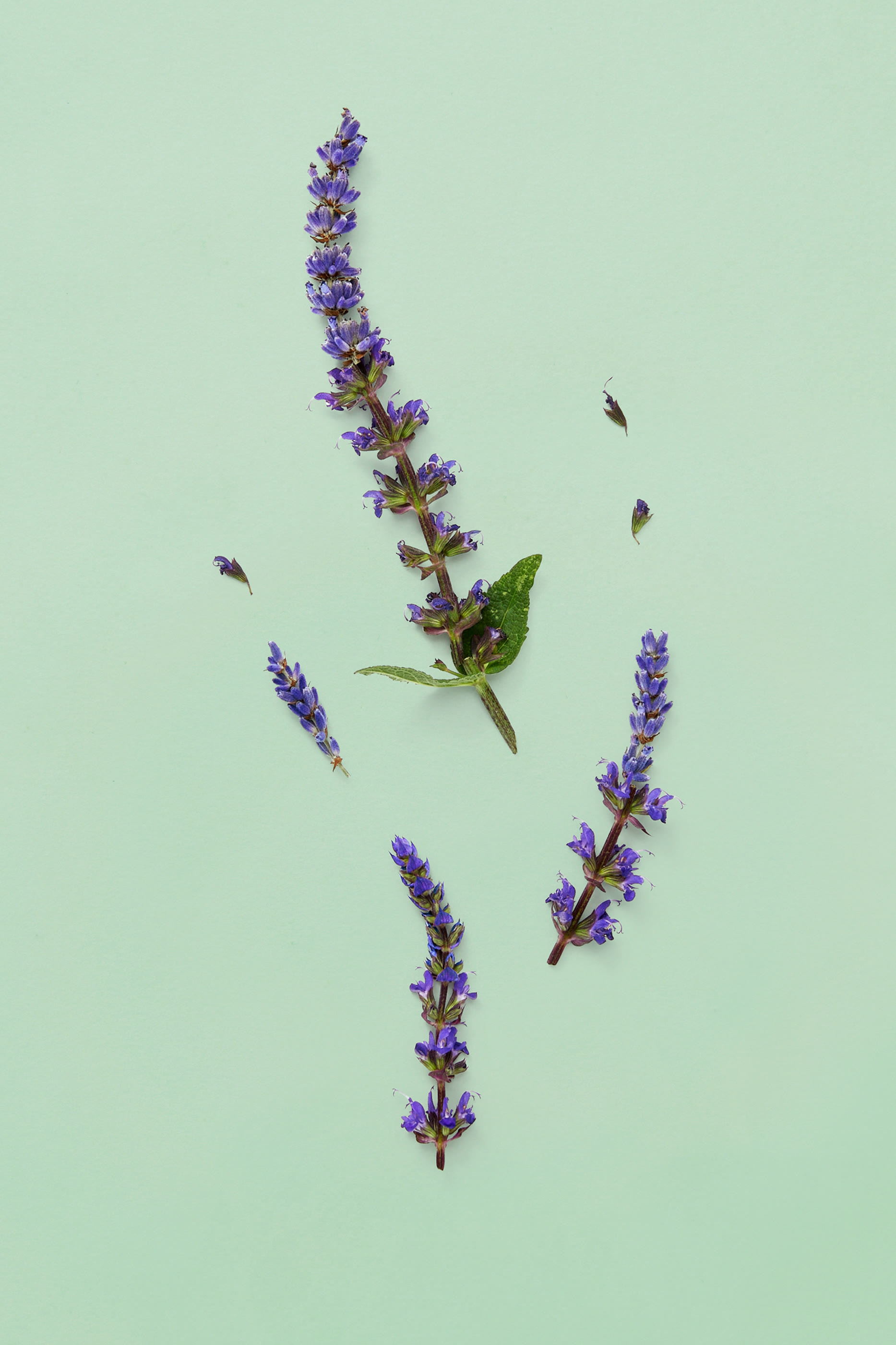 عطر غيلتي للرجال