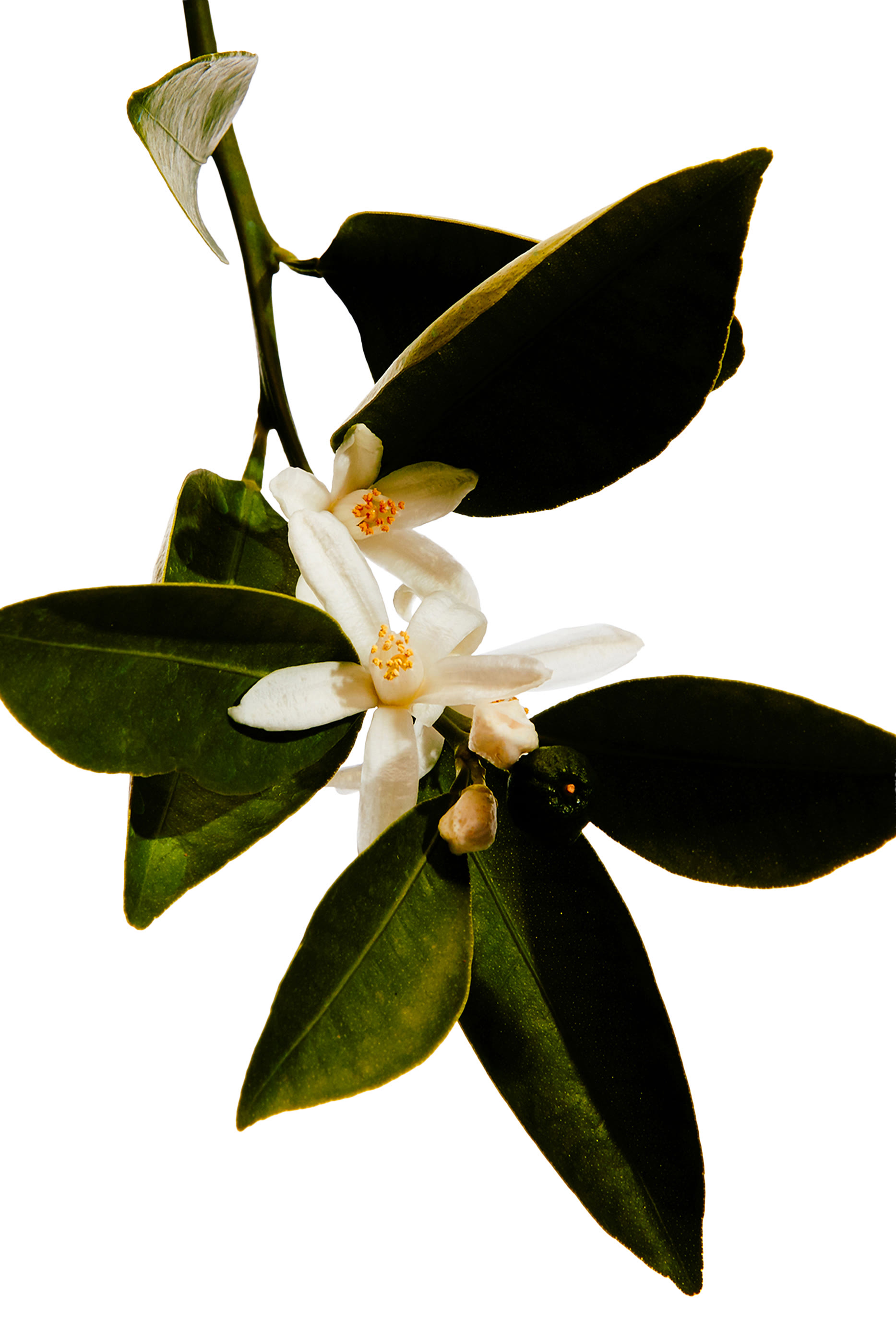 أو دو بارفان أون باسيو بور مدريد مايريت