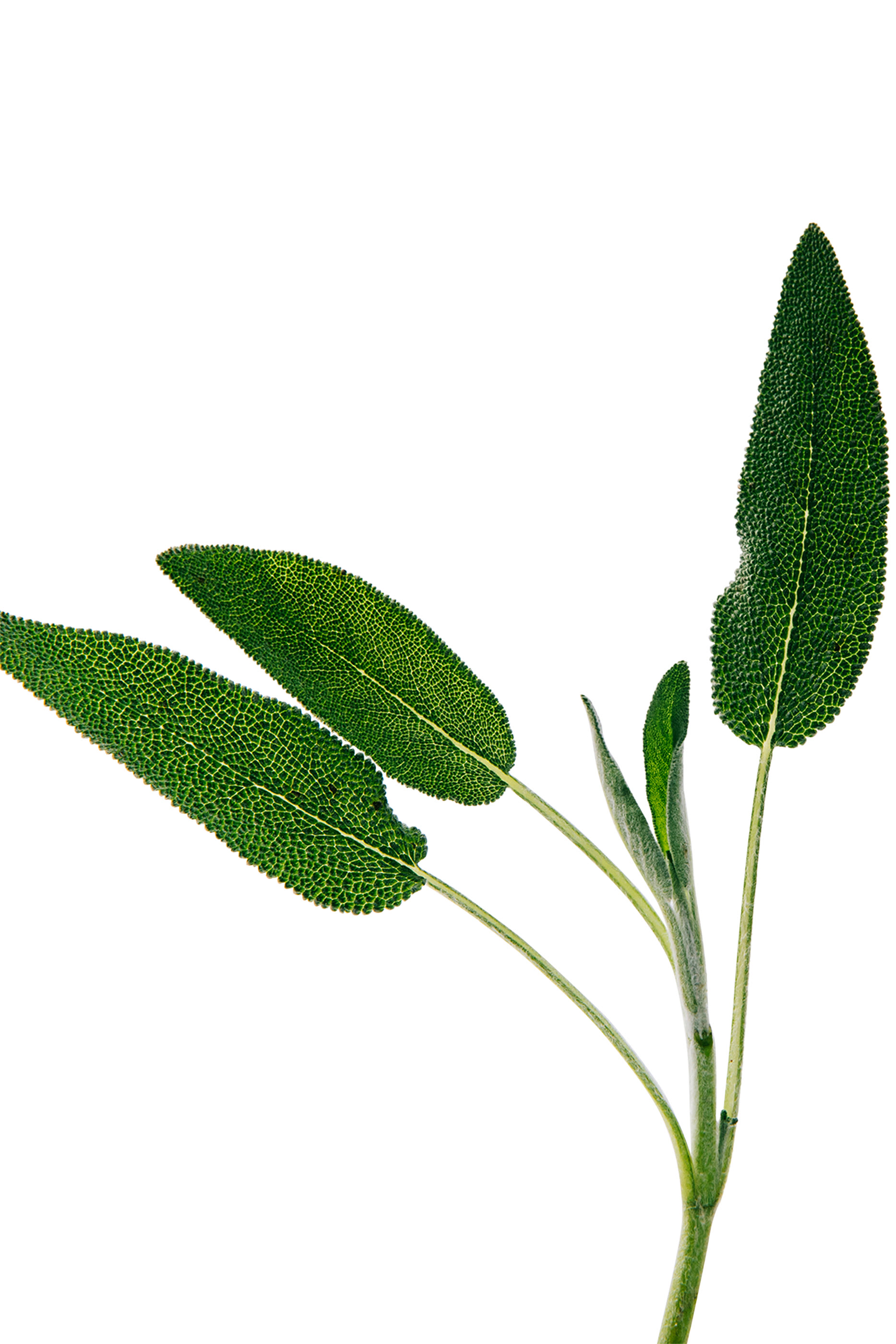 أو دو بارفان أون باسيو بور مدريد برادو