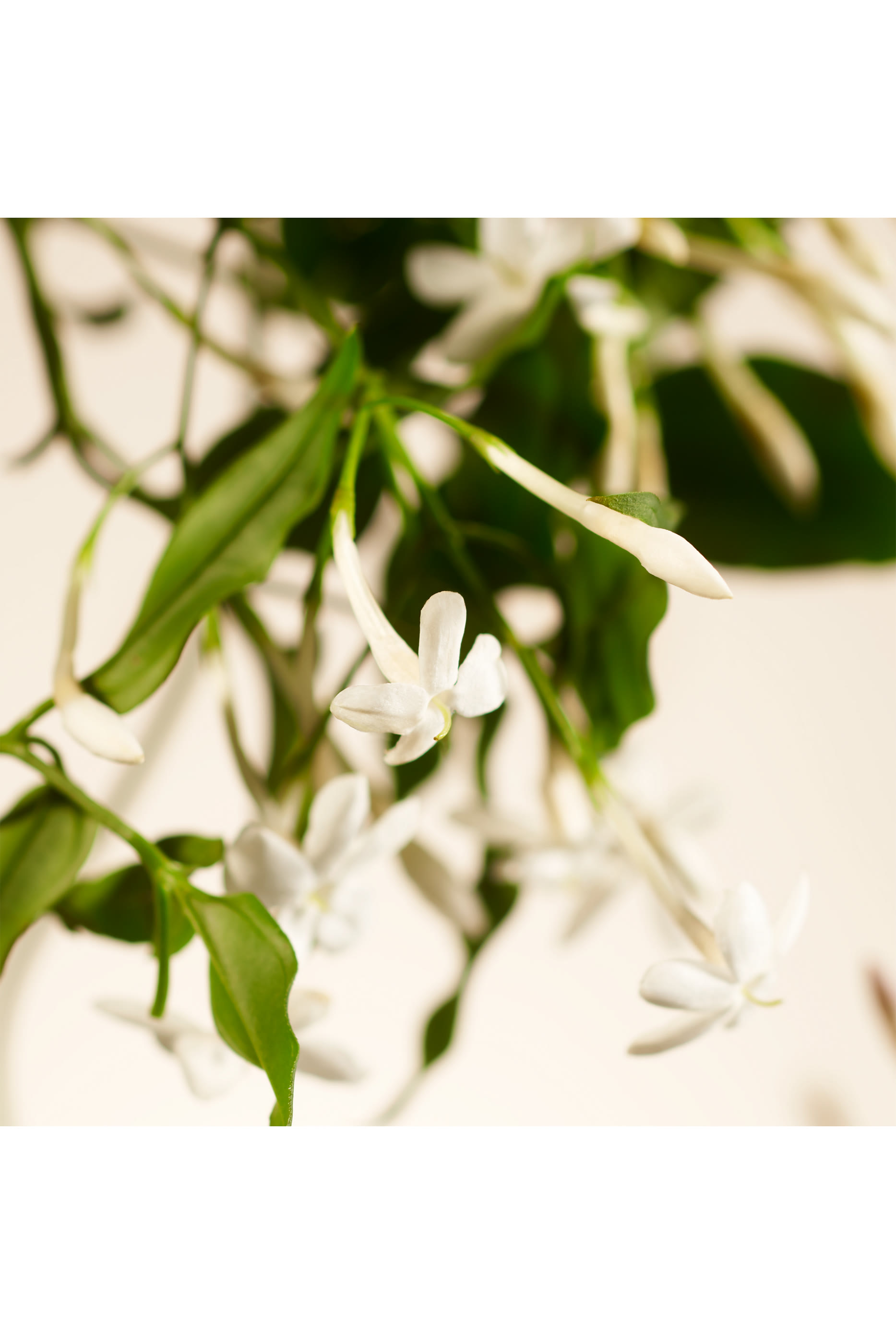 شمعة معطرة سويت جاسمين