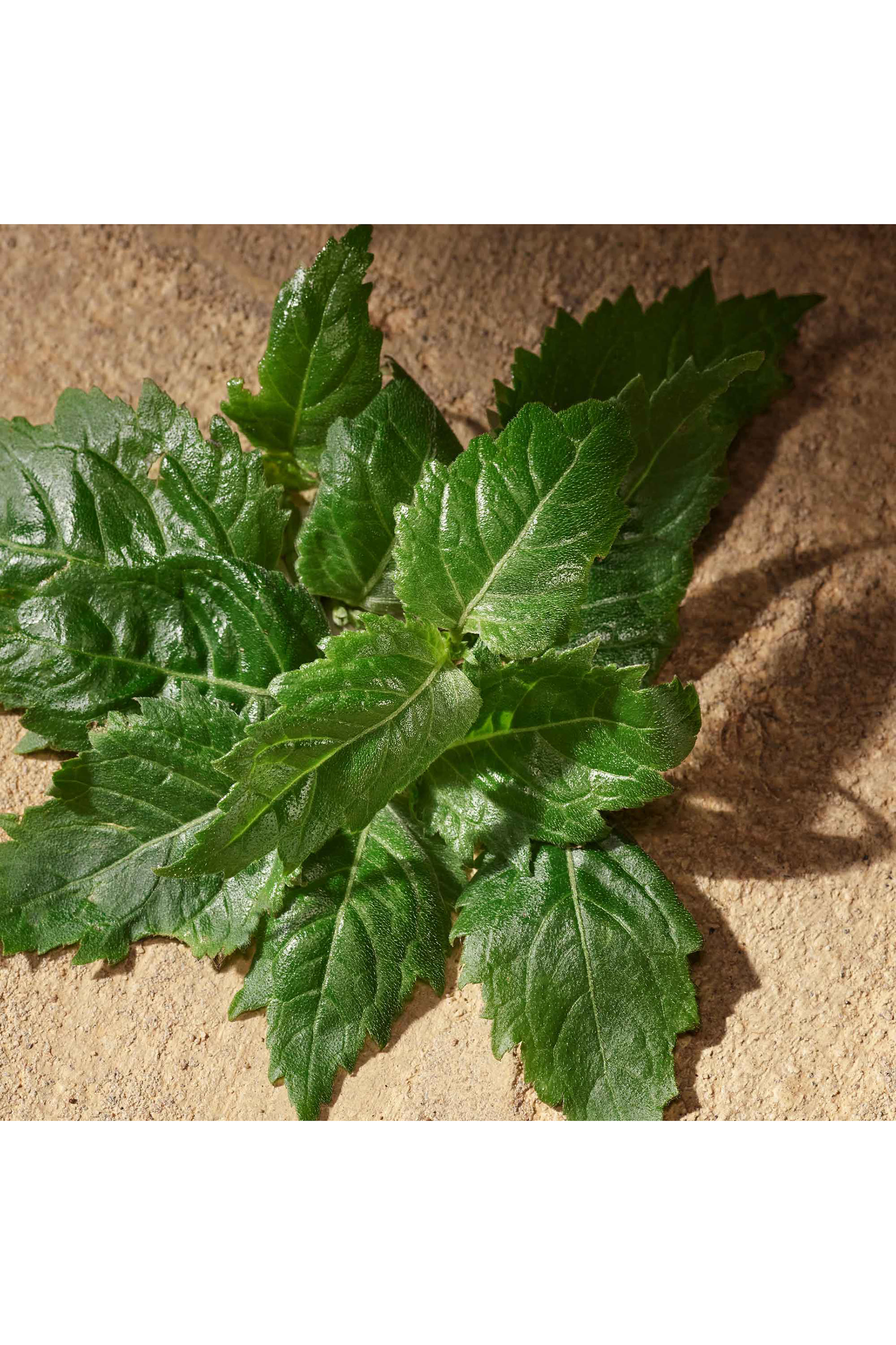 أو دو بارفان ديفوشن للرجال