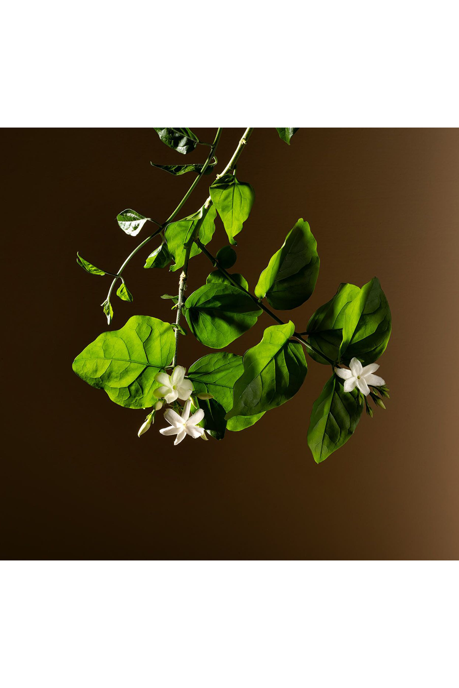 أو دو بارفان جيلسومينو ايه فريدو