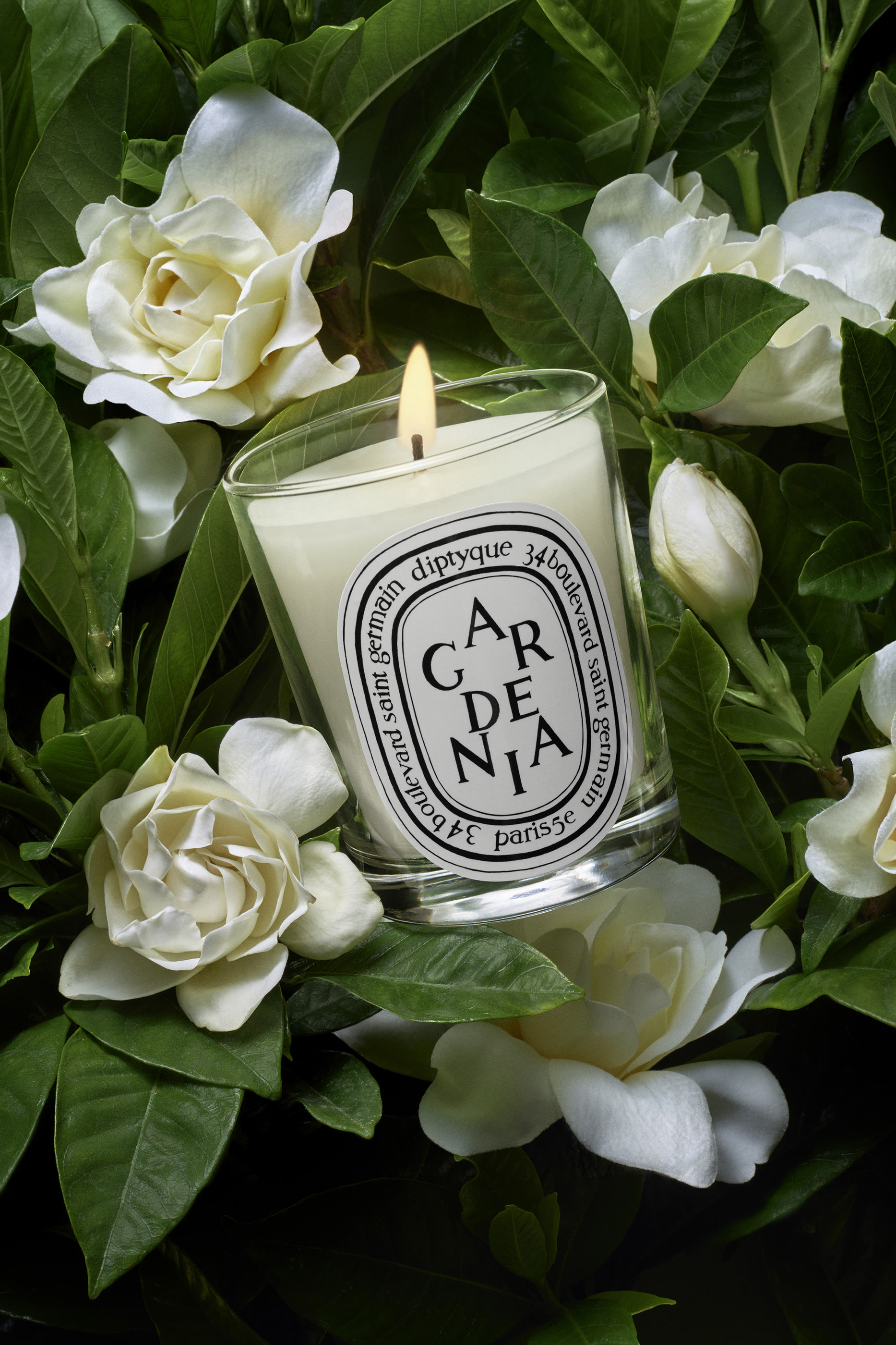 شمعة غاردينيا