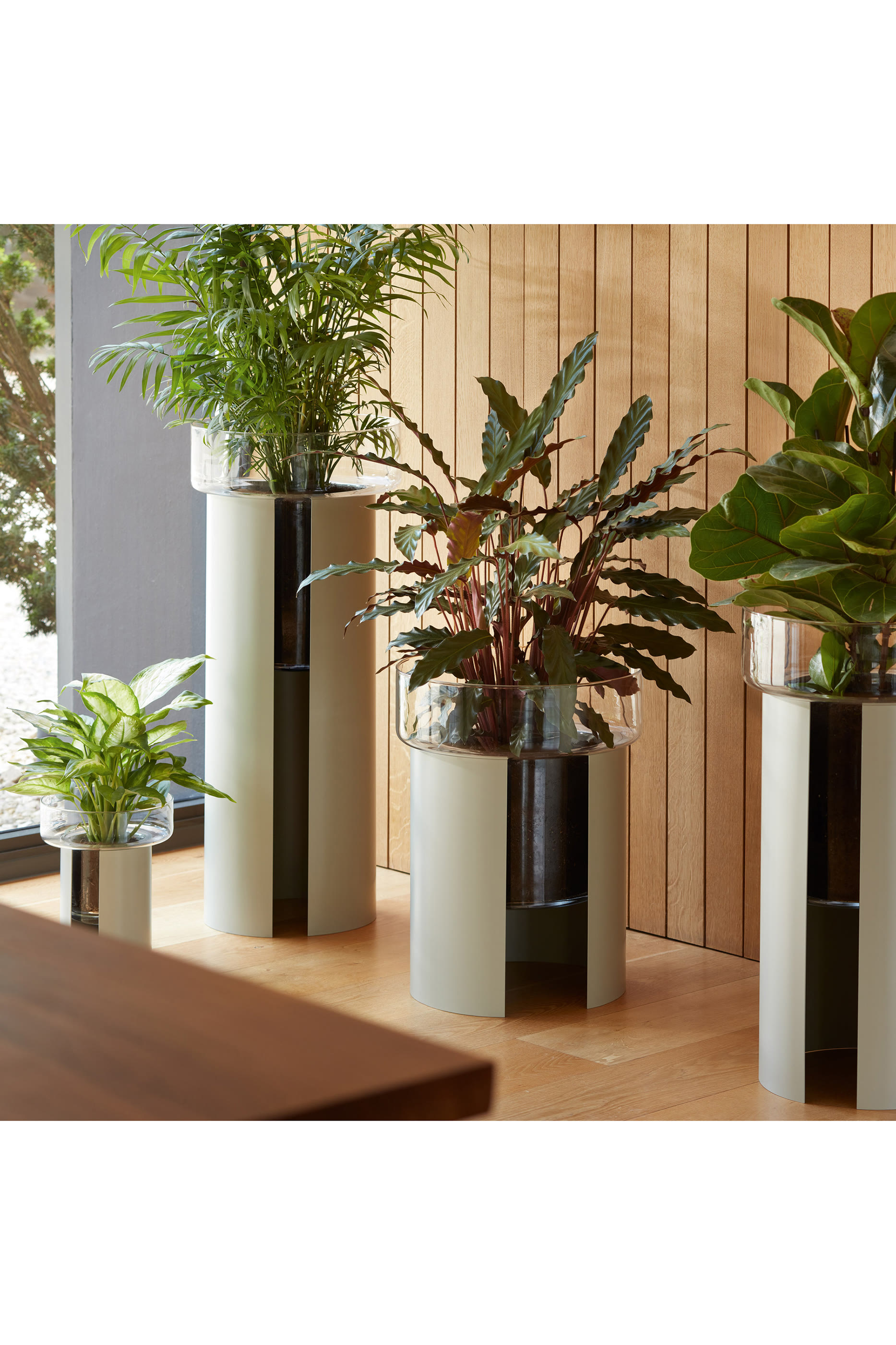 إصيص تيرازا