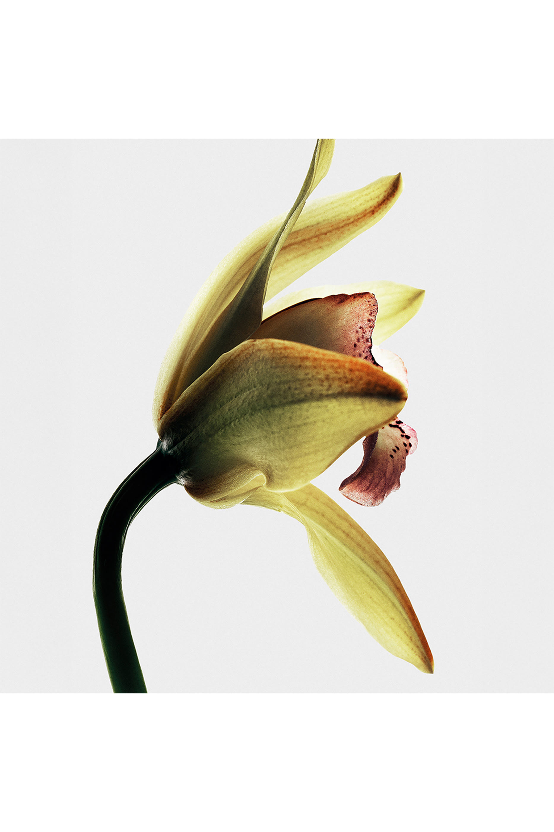 أو دو بارفان روستد فانيليا