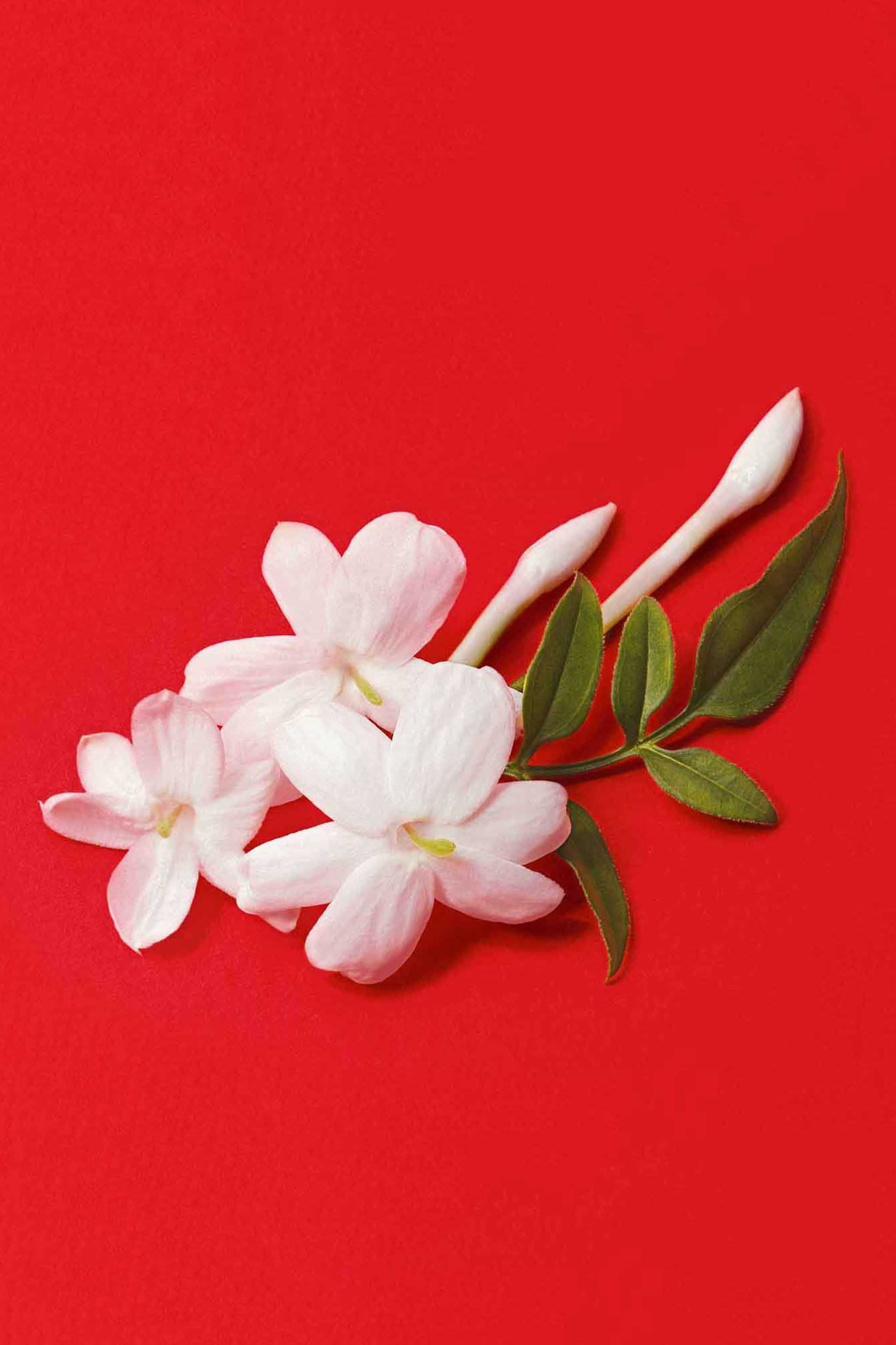 عبوة إعادة ملء أو دو بارفان سي باسيون