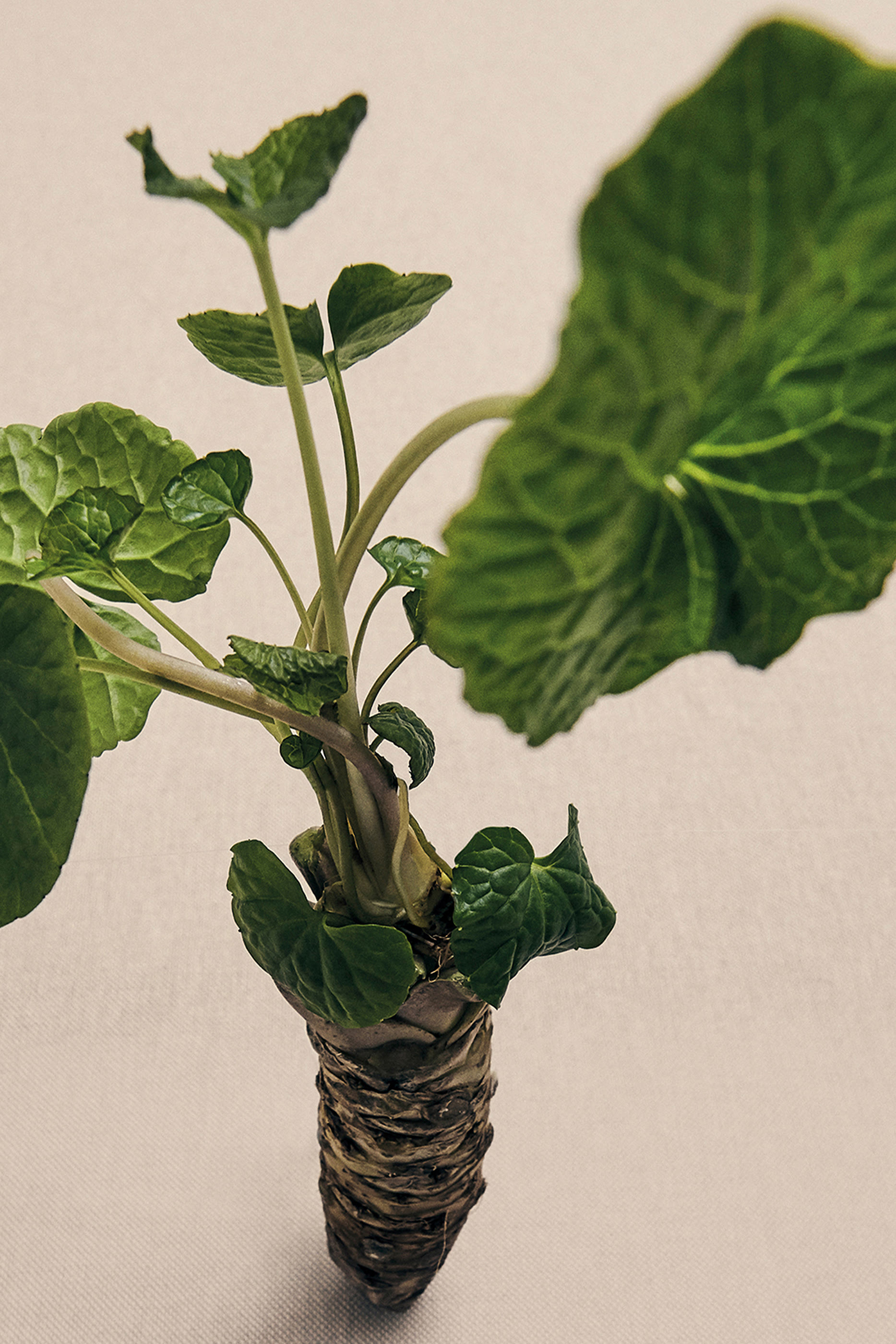 بخاخ لوسابي معطر للمنزل