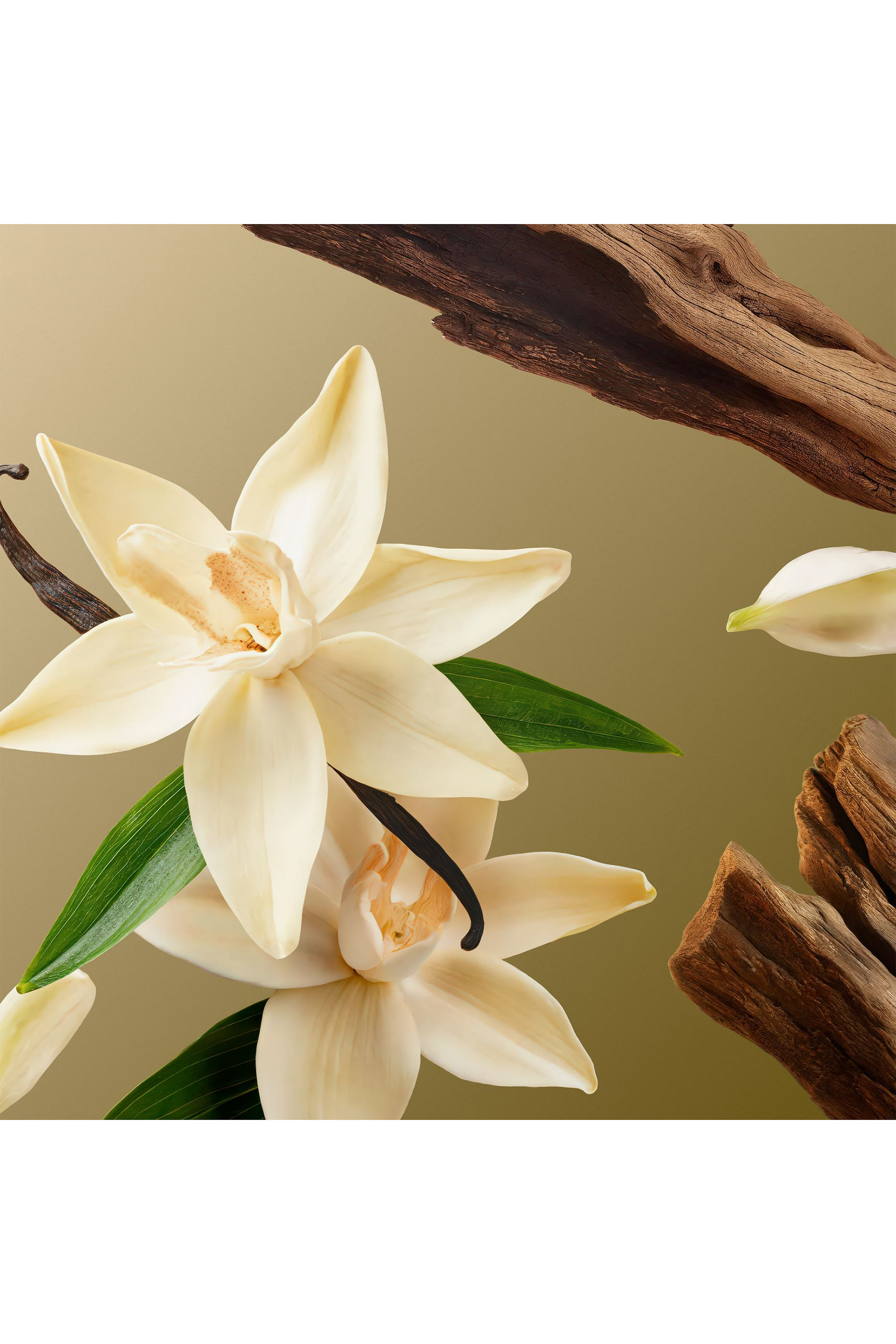 مجموعة هدايا إنتويشا كبيرة بإصدار محدود