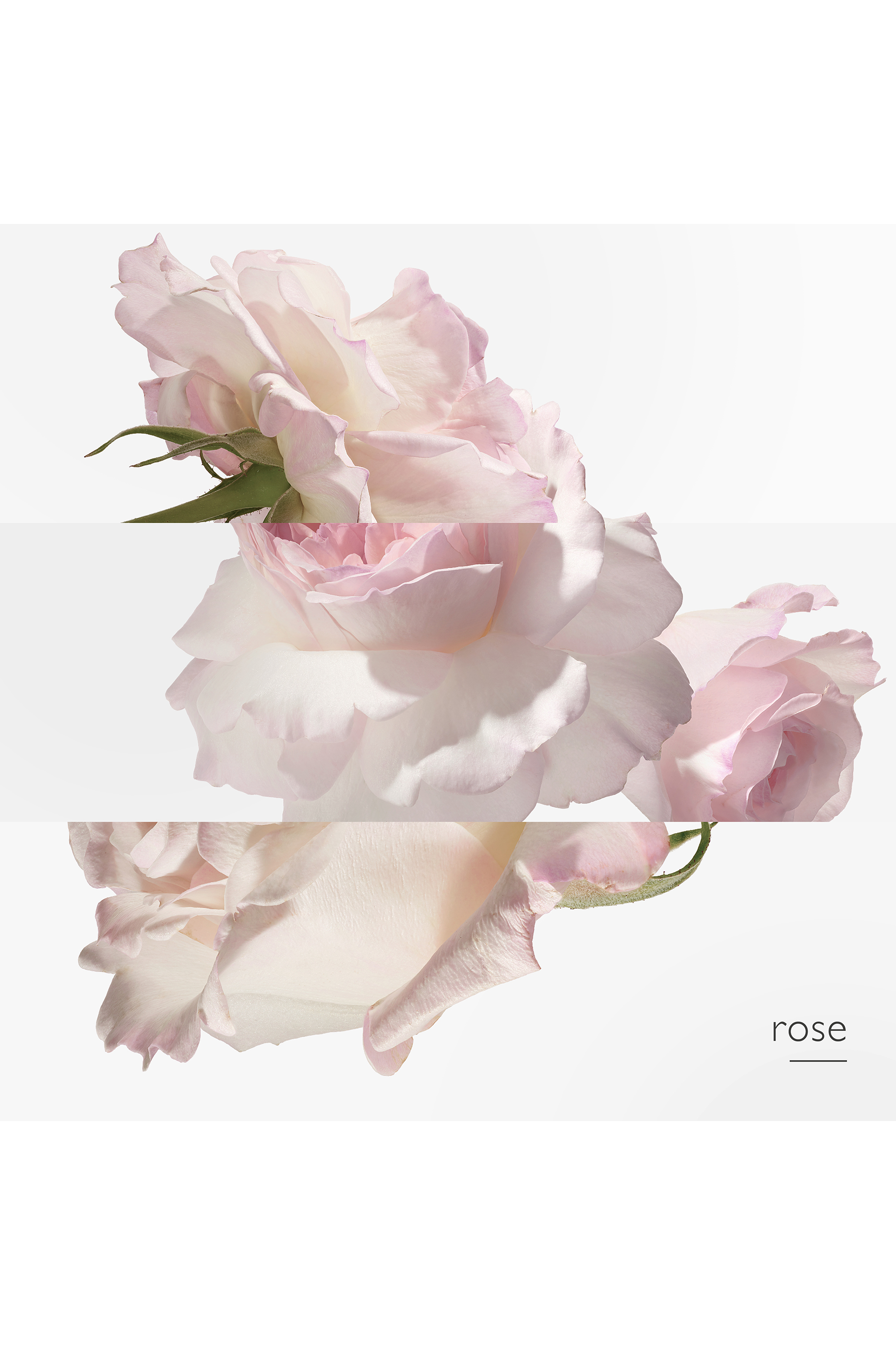 Twilly d'Herm&egrave;s Eau Poivr&eacute;e, ماء عطر