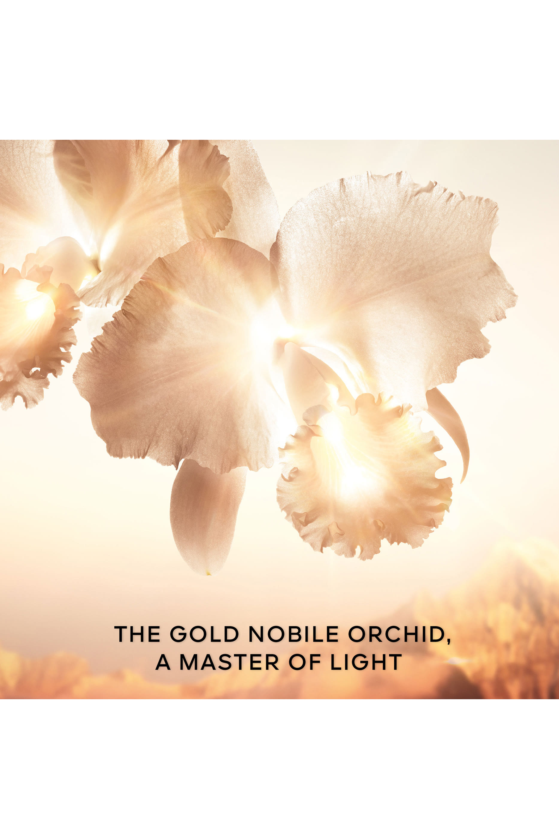 لوشن غولديسنس أوركيد إمبريال غولد نوبل