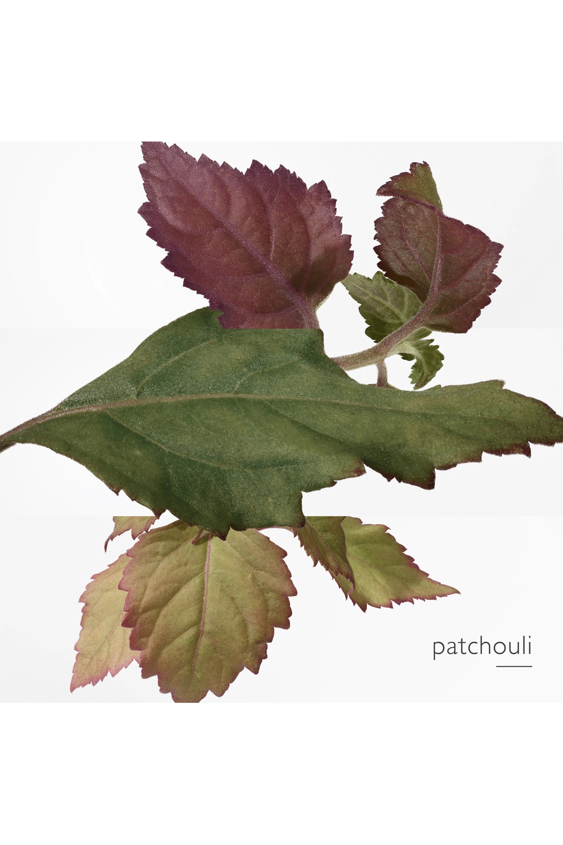 أو دو بارفان  Ambre des Merveilles Calligraphie