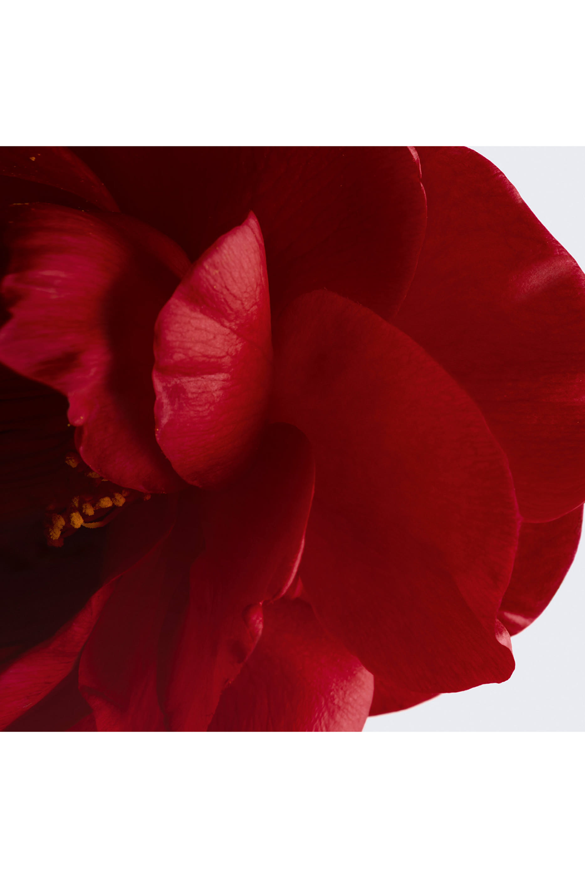 CHANEL N&deg;1 DE CHANEL L'EAU ROUGE رذاذ مُعطّر مُجدّد للحيوية