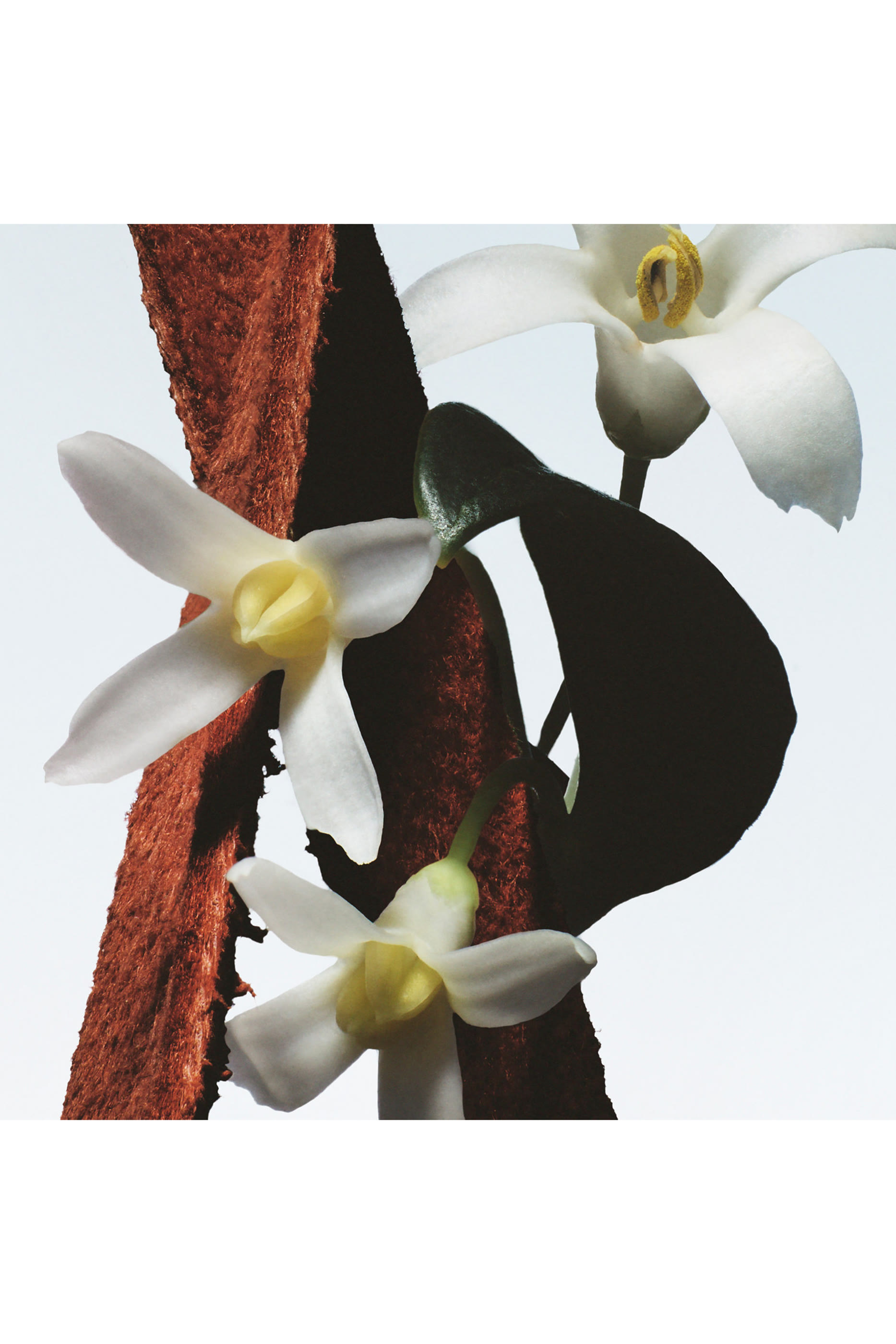 أو دو بارفان فلور دو مال